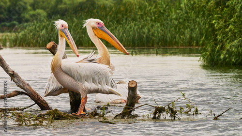 Foto Dalmatian pelican, Pelecanus crispus, or curly-headed pelican in Danube delta 17