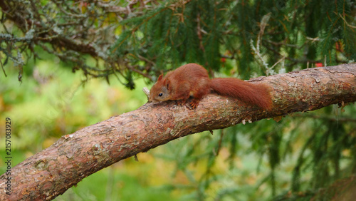 Konstfotografi red squirrel, Sciurus vulgaris, in forest 410