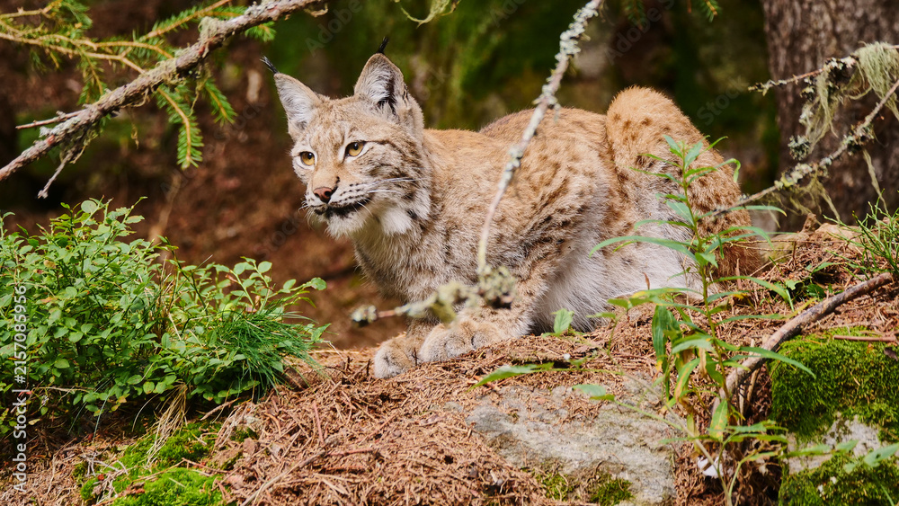 Obraz premium lynx, Lynx lynx, looking for prey, close 630