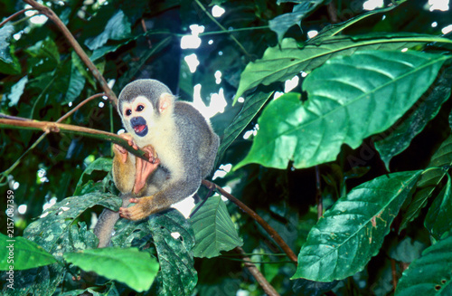 Картината върху платно Ecuadorian squirrel monkey, Saimiri cassiquiarensis, in tree 415