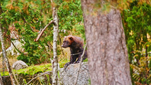wolverine, Gulo gulo, in scandinavian forest 710