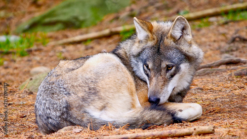 wolf (Canis lupus) resting, portrait 465
