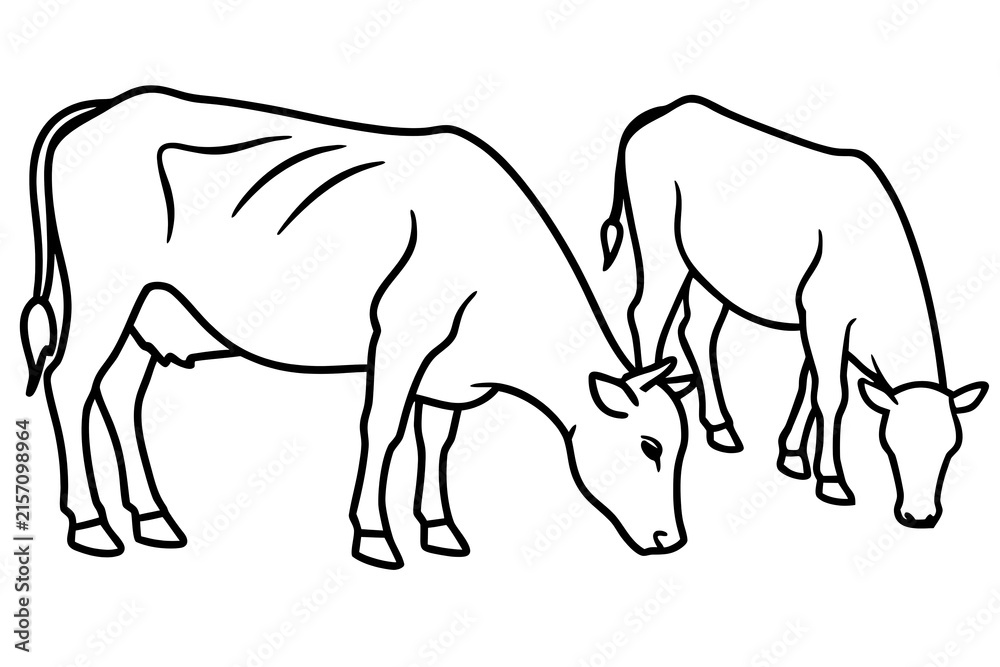 Fototapeta premium Two cows grazing together in field