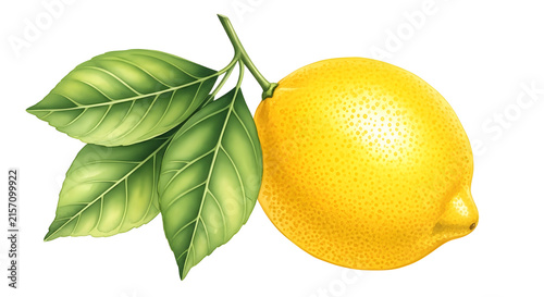 Watercolor botanical illustration of a ripe yellow lemon with green leaves on a branch isolated on white background