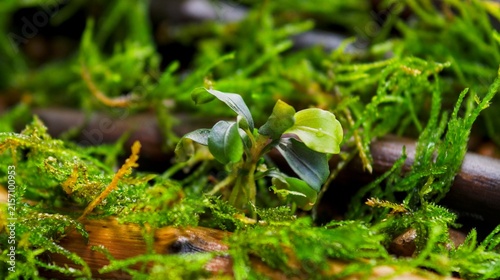 Cuadro en lienzo Macro photo of a rare Bucephalandra Brownie Purple aquatic plant showing new growth on mossy driftwood