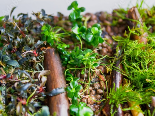 Macro detail of a lush aquascape featuring Bucephalandra, moss, and anubias aquatic plants on driftwood.
