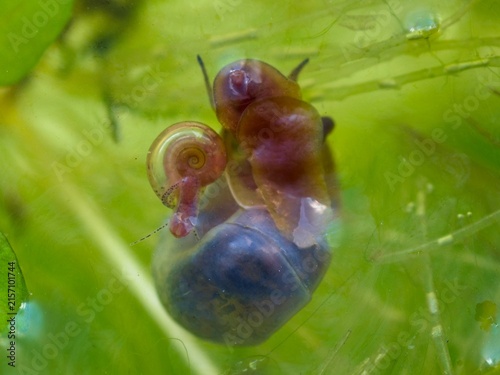 Macro close-up of freshwater Ramshorn and Bladder snails on green aquarium glass