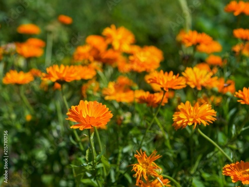 Field of vibrant orange Calendula marigold flowers blooming in a sunny summer garden