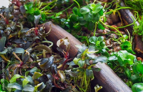 Close-up of Bucephalandra and Anubias aquatic plants growing emersed on driftwood and substrate
