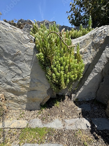 Obraz na plátně Green succulent plants Sedum sediforme pale stonecrop growing on rocky landscape close up outdoor