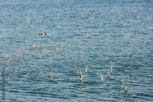 Canvastavla Patos cuchara norteños en el lago Nabor Carrillo, Texcoco, Estado de México