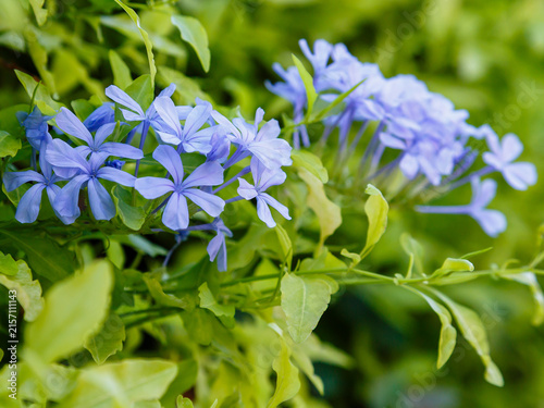 Konstfotografi Plumbago auriculata , or Cape plumbago , or Cape plumbago ( lat