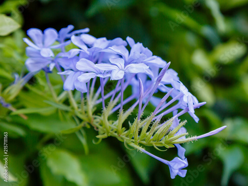 Konstfotografi Plumbago auriculata , or Cape plumbago , or Cape plumbago ( lat