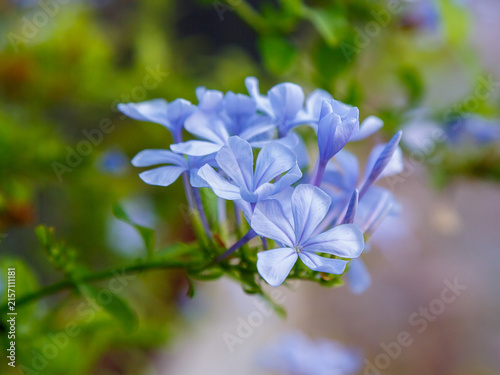Konstfotografi Plumbago auriculata , or Cape plumbago , or Cape plumbago ( lat