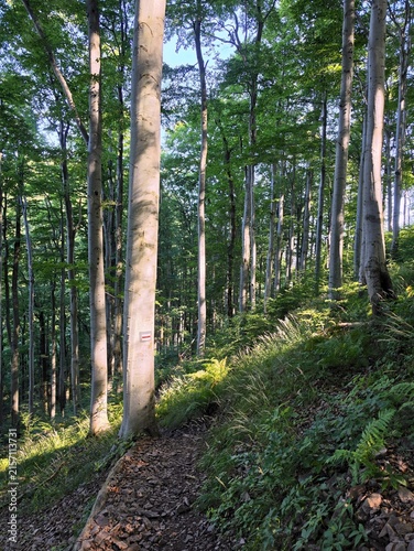 Sunlit hiking trail through green beech forest in Sudetes mountains Poland