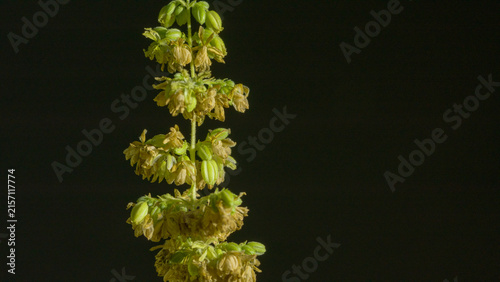 Foto The male hemp flowers are in full bloom and are released to the female plant for fertilization