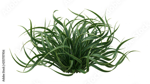 Dense bushy tuft of slender green ornamental grass blades