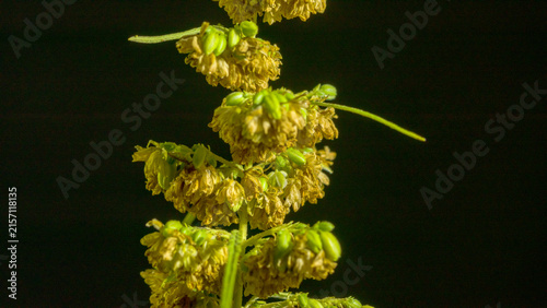 Obraz na plátně The male hemp flowers are in full bloom and are released to the female plant for fertilization