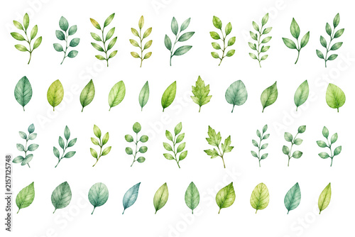 set of green leaves on white background