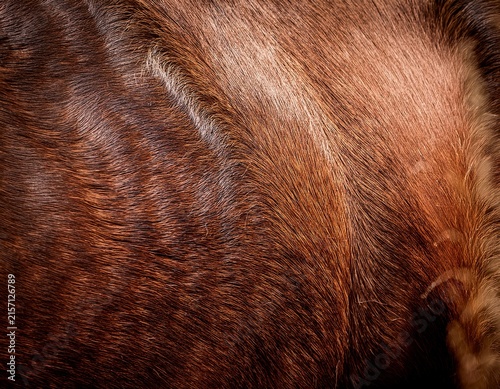 a horse fur close up
