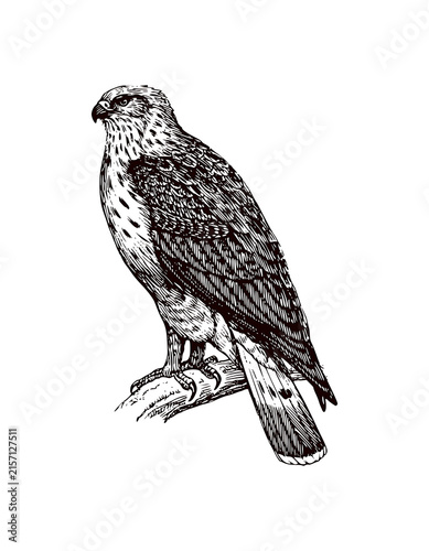 Black and white hawk bird perched
