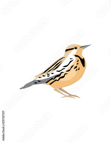 Isolated brown and white sparrow bird standing