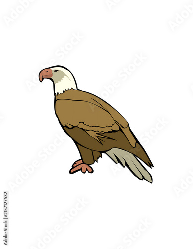 Brown turkey standing isolated