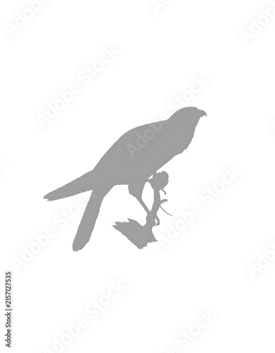Gray raven perched with food in beak