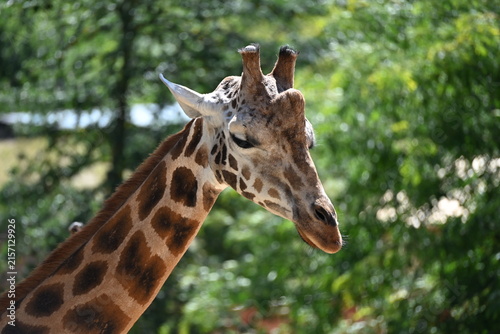 Photography the angolan giraffe (giraffa camelopardalis camelopardalis) is a subspecies of g