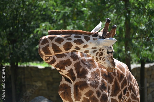 Cuadro en lienzo the angolan giraffe (giraffa camelopardalis camelopardalis) is a subspecies of g