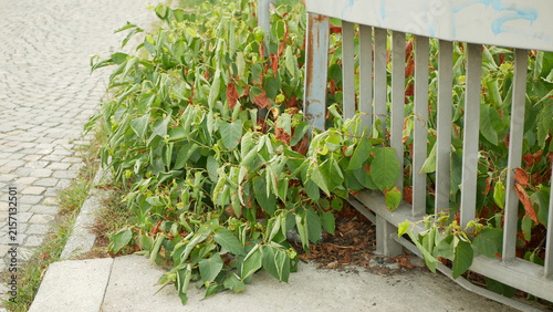 Japanese knotweed invasive plant Reynoutria japonica growing sidewalk road concreate, border and metal bridge railing cobblestone street. Asian expansive knotweed Fallopia japonica and Polygonum