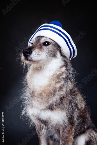 A grey  and white wolf-like mongrel dog dressed in a blue and white maritime style navy hat with a pom‑pom. A costumed studio photo of the mongrel.