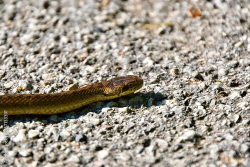 Smooth snake slithering across a gravel path
