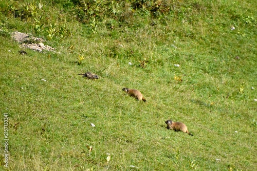Three alpine marmots in a row on a steep green meadow