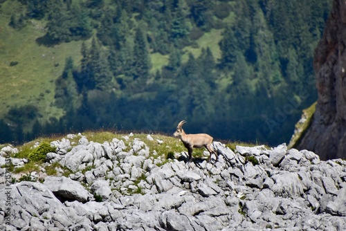 Alpine ibex standing on a rocky ridge with forested mountain background in Berchtesgaden