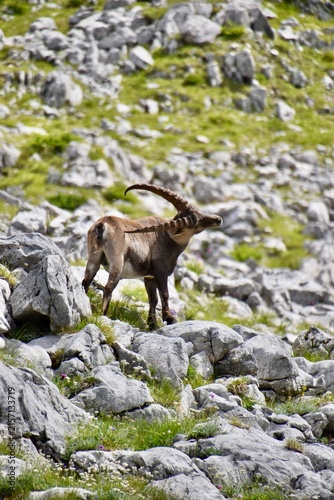Alpine ibex buck scratching its back with majestic horns on a rocky slope