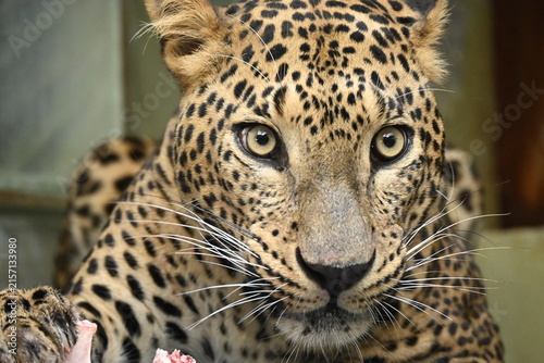 the sri lankan leopard (panthera pardus kotiya) is a leopard subspecies endemic to sri lanka. it inhabits forests, grasslands, dry zones, and mountainous regions across the island. it is a powerful so