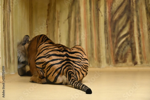 the sumatran tiger (panthera tigris sumatrae) is a critically endangered tiger subspecies native to the indonesian island of sumatra. it is the smallest living tiger subspecies and is adapted to tropi