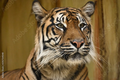 the sumatran tiger (panthera tigris sumatrae) is a critically endangered tiger subspecies native to the indonesian island of sumatra. it is the smallest living tiger subspecies and is adapted to tropi