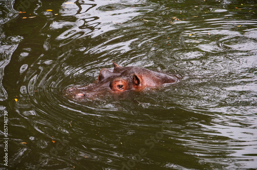 Photography Hippopotamus emerges from murky water