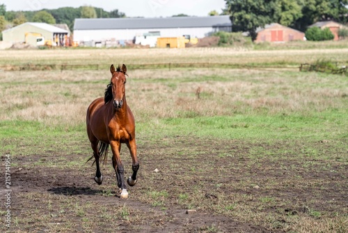 Fotografie Bay horse trotting across a grassy paddock with farm buildings and open fields i
