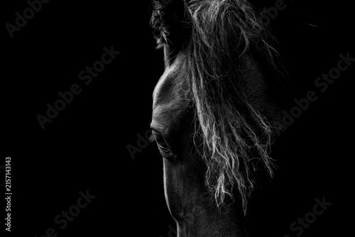 Low-key black and white close-up portrait of a horse head with flowing mane and reflective eye on a dark background