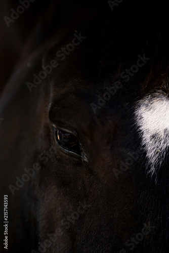 Fotografie Close-up portrait of a black horse showing its eye and white star forehead marki