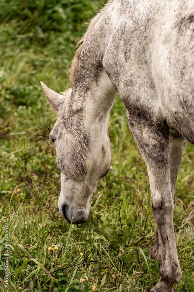 Obraz premium Close-up of a gray horse grazing in a lush green pasture, peaceful equine portrait in natural light