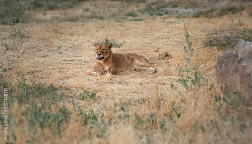 Photography Lioness peacefully resting among tall dry grass