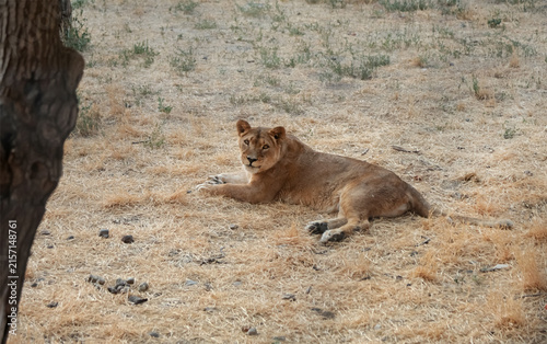 Photography Lioness peacefully resting among tall dry grass