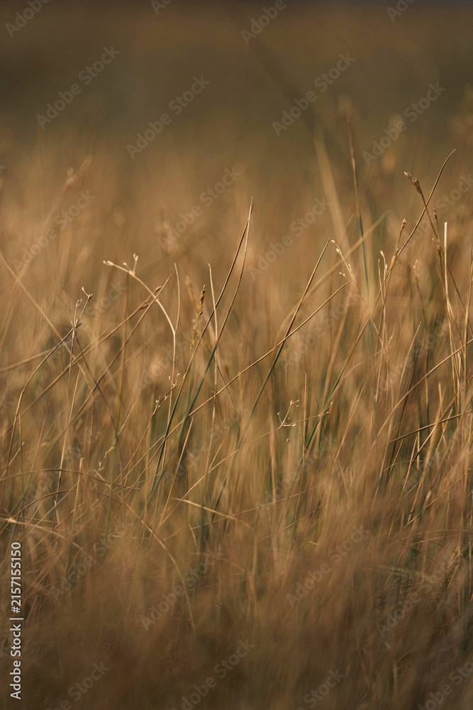 Naklejka premium Winter dry grass field background