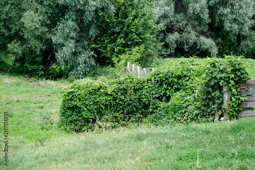 Fotografie Overgrown green hedge in rural countryside