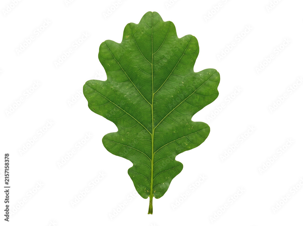 Fototapeta premium Oak shaped leaf isolated on transparent background showing lobed green foliage detailed veins and natural texture botanical specimen for study or design use
