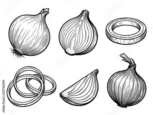 Onion vector sketch set, whole bulb, half cut, sliced rings, red onion, organic engraved linework, white background